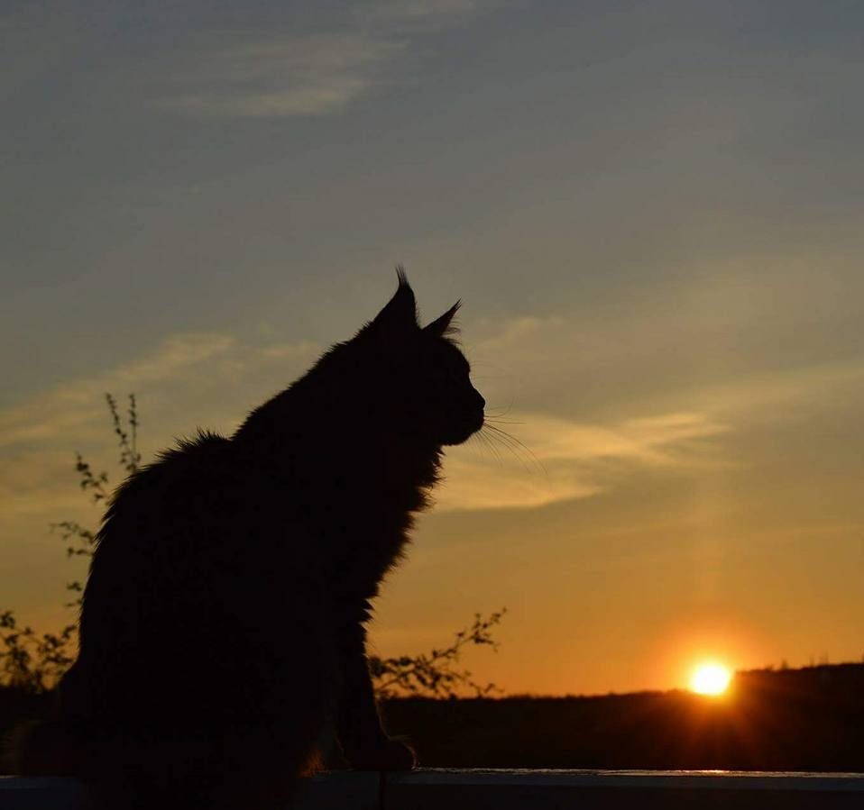 Katten Mario i solnedgang