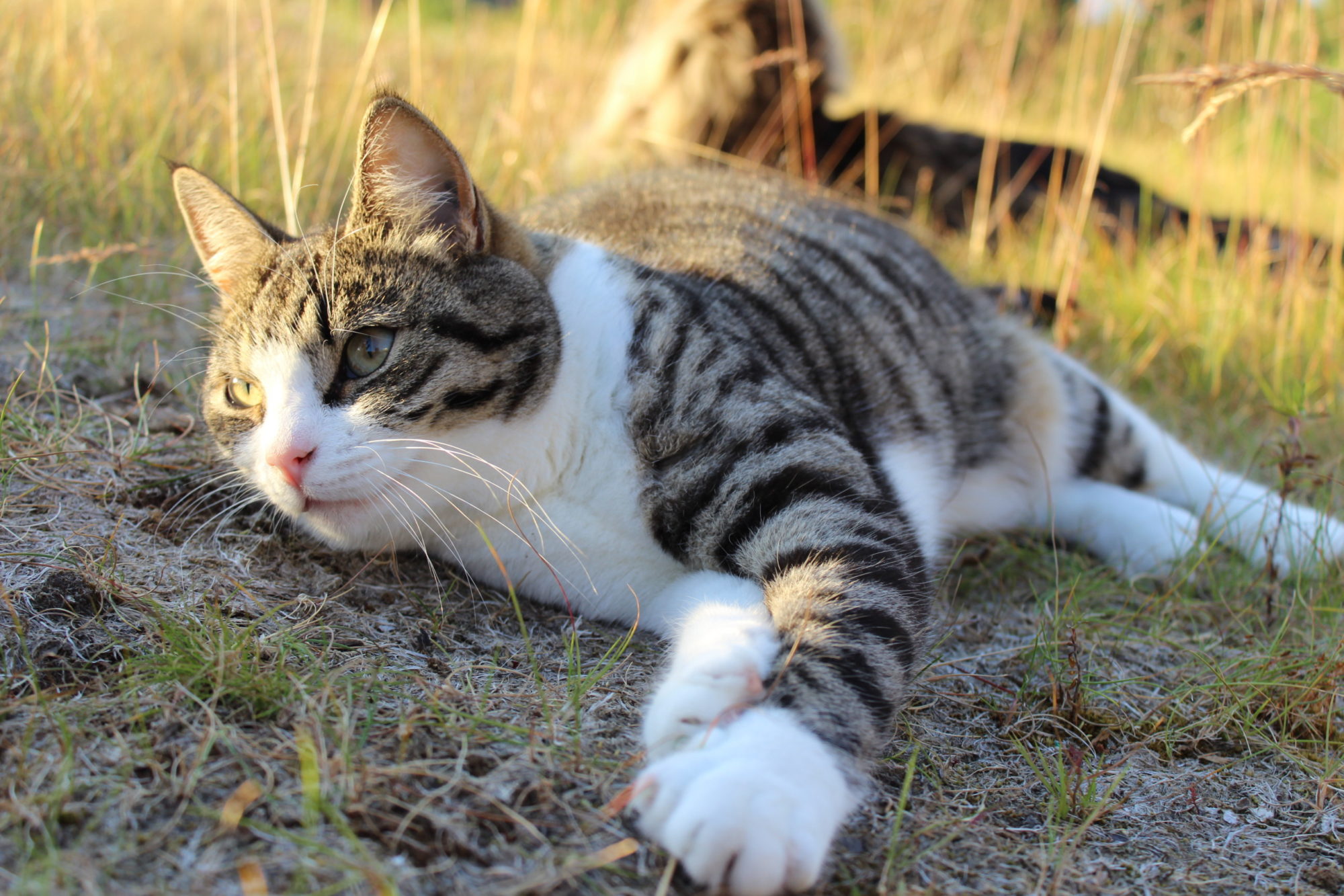 Katten Børdi