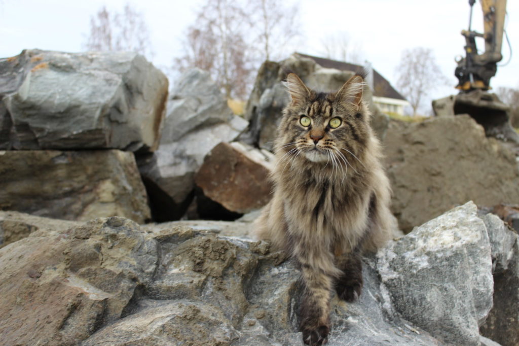 Katten Mario