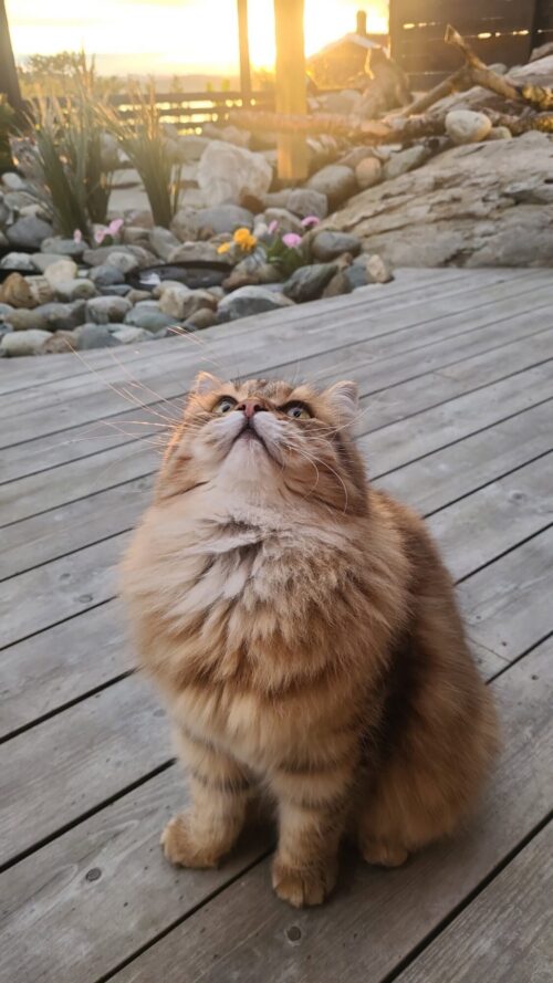 Ck4KTFNuYXBjaGF0LzE0LjE1LjAuMzUgKFNNLUc3ODBHOyBBbmRyb2lkIDEzI0c3ODBHWFhTSEVZSjEjMzM7IGd6aXApIFYvTVVTSFJPT00=